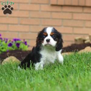 Nash, Cavalier King Charles Spaniel Puppy